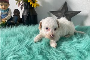 Sophie - puppy for sale