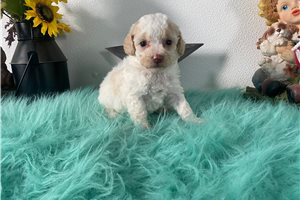 Sonya - puppy for sale