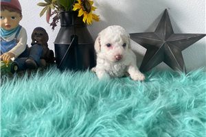 Spirit - puppy for sale