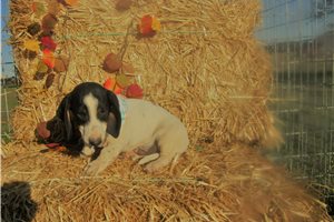 Snoopy - Dachshund, Mini for sale