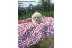 Clate - Poodle, Toy for sale