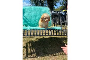 Claire - Poodle, Toy for sale