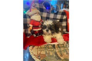 Camden - Shih Tzu for sale