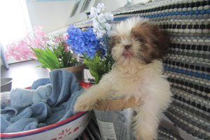 Herman - Shih Tzu for sale