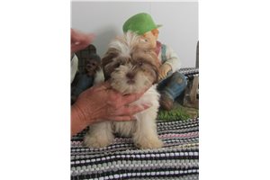 Porter - Shih Tzu for sale
