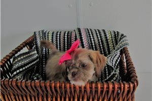 Diamond - Shih Tzu for sale