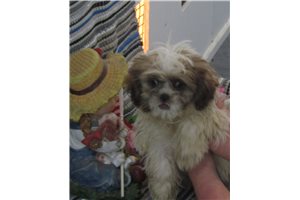 Buster - Shih Tzu for sale