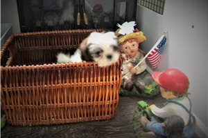 Bouncy - Shih Tzu for sale