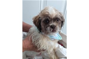 Buster - Shih Tzu for sale
