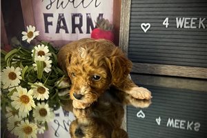 Kip - puppy for sale