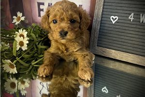 Kiki - Poodle, Miniature for sale