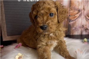 Malcolm - Poodle, Toy for sale