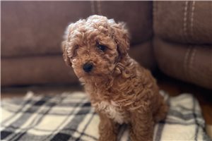 Maya - Toy Poodle for sale