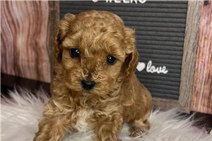 Maya - Poodle, Toy for sale