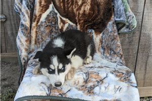Grayson - Siberian Husky for sale