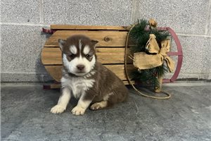 Dasher - Siberian Husky for sale