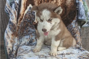 Greta - Siberian Husky for sale
