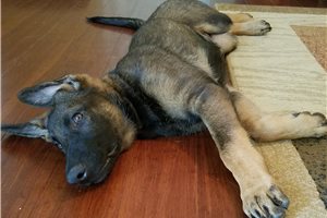 Crassus - German Shepherd for sale