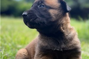 Gloria - Belgian Malinois for sale