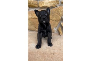 Galahad - puppy for sale
