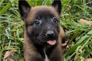 Olivia - puppy for sale
