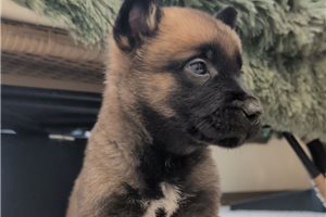 Ibrahim - puppy for sale