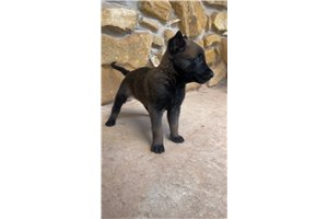 Pepper - puppy for sale