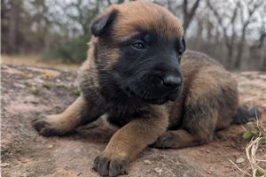 Isaac - Belgian Malinois for sale