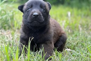 Giles - Belgian Malinois for sale