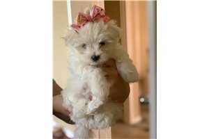 Tumble - Maltese for sale