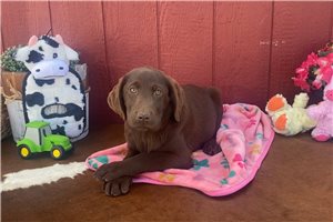Freyda - Labrador Retriever for sale