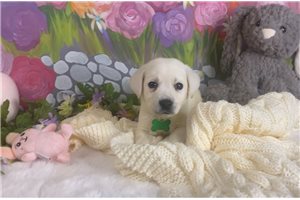Fulton - Labrador Retriever for sale