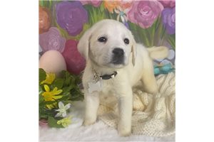 Fitzgerald - Labrador Retriever for sale