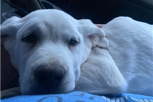Owen - Labrador Retriever for sale