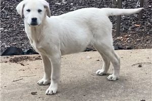 Sturgis - Labrador Retriever for sale
