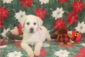 Sienna - Labrador Retriever for sale