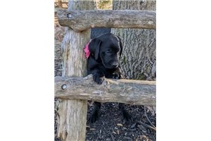 Henna - Labrador Retriever for sale