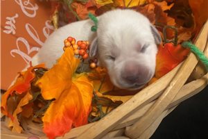 Oscar - Labrador Retriever for sale