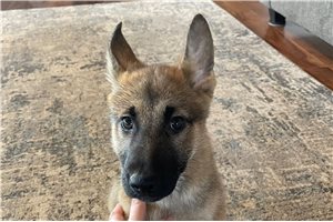 CoCo - puppy for sale