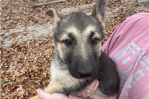 Iris - puppy for sale