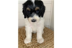 Cynthia - Bernedoodle for sale