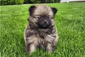 Peter - Pomeranian for sale