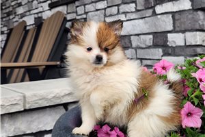 Paisley - Pomeranian for sale