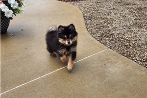 Pandora - Pomeranian for sale