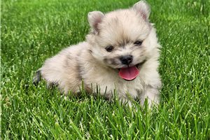 Timmy - Pomeranian for sale