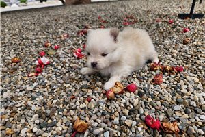 Thomas - Pomeranian for sale