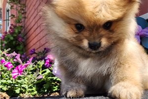 Tammy - Pomeranian for sale