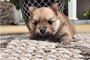 Tammy - puppy for sale