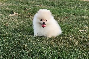 Thomas - Pomeranian for sale