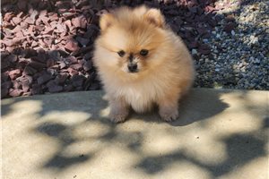 Taffy - Pomeranian for sale